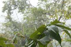 Ipomoea salsettensis